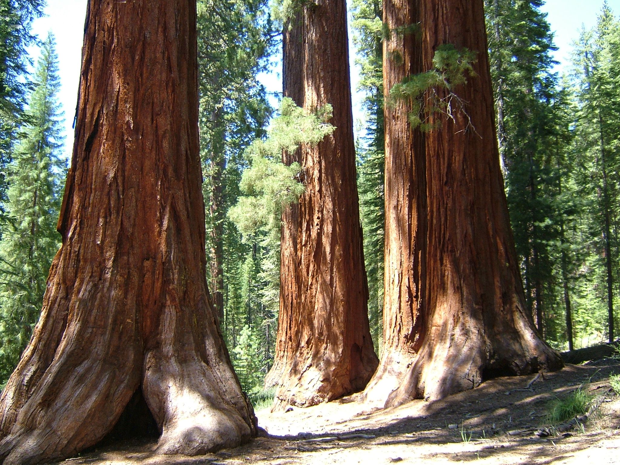 Photo 33 of 61 from the album Highlights USA 2004.