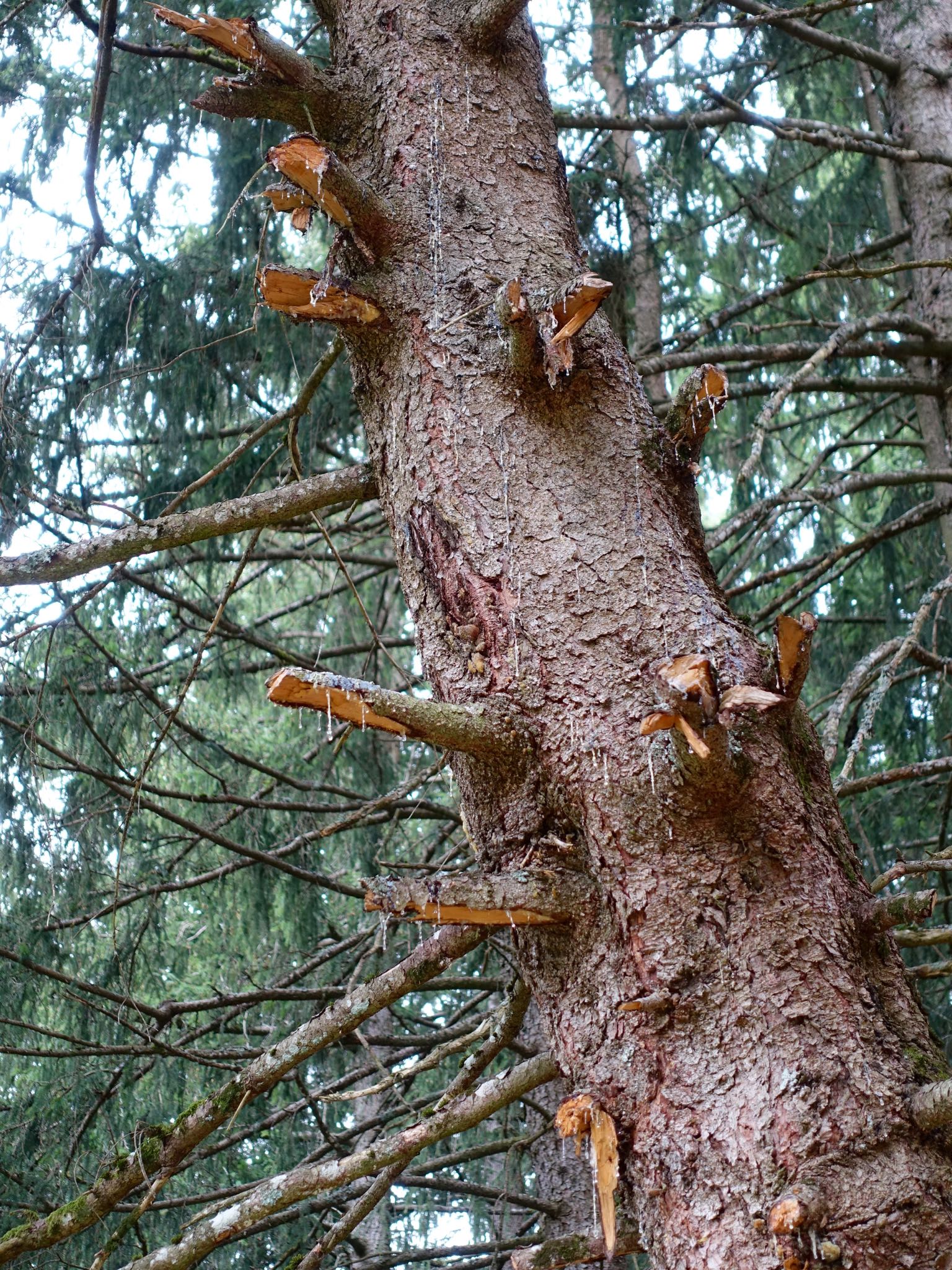 Photo 6 of 120 from the album Highlights Vuorz 2015.