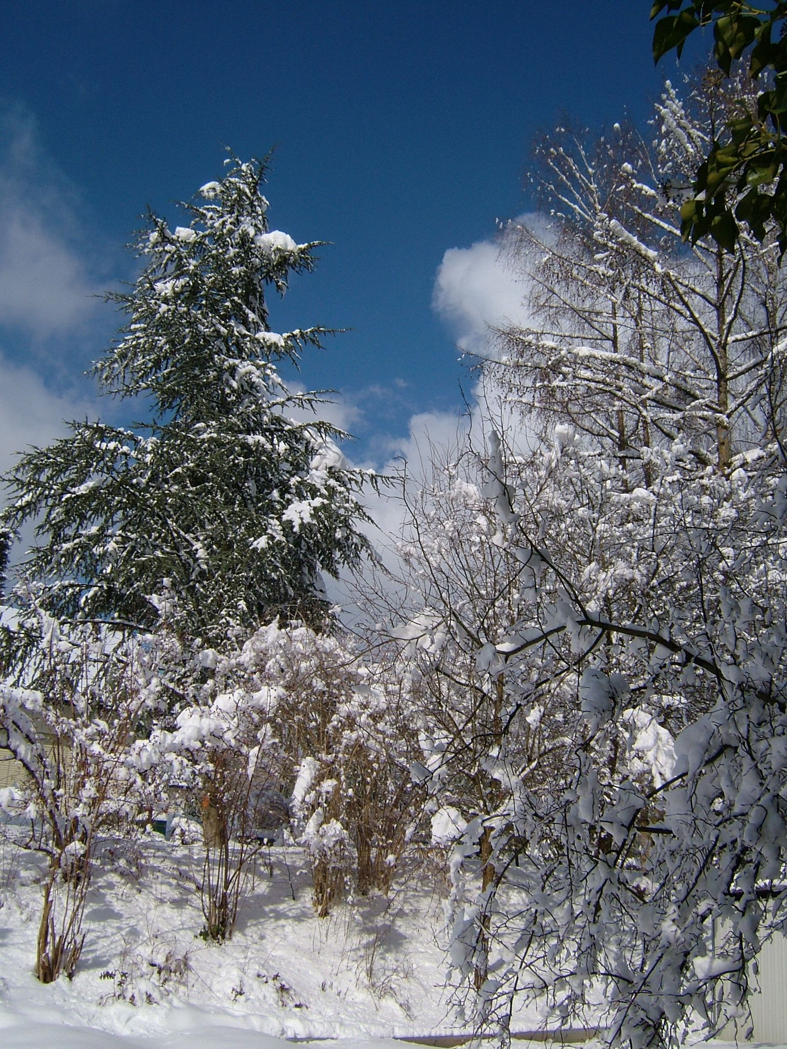 Photo 18 of 23 from the album Winter in Embrach.