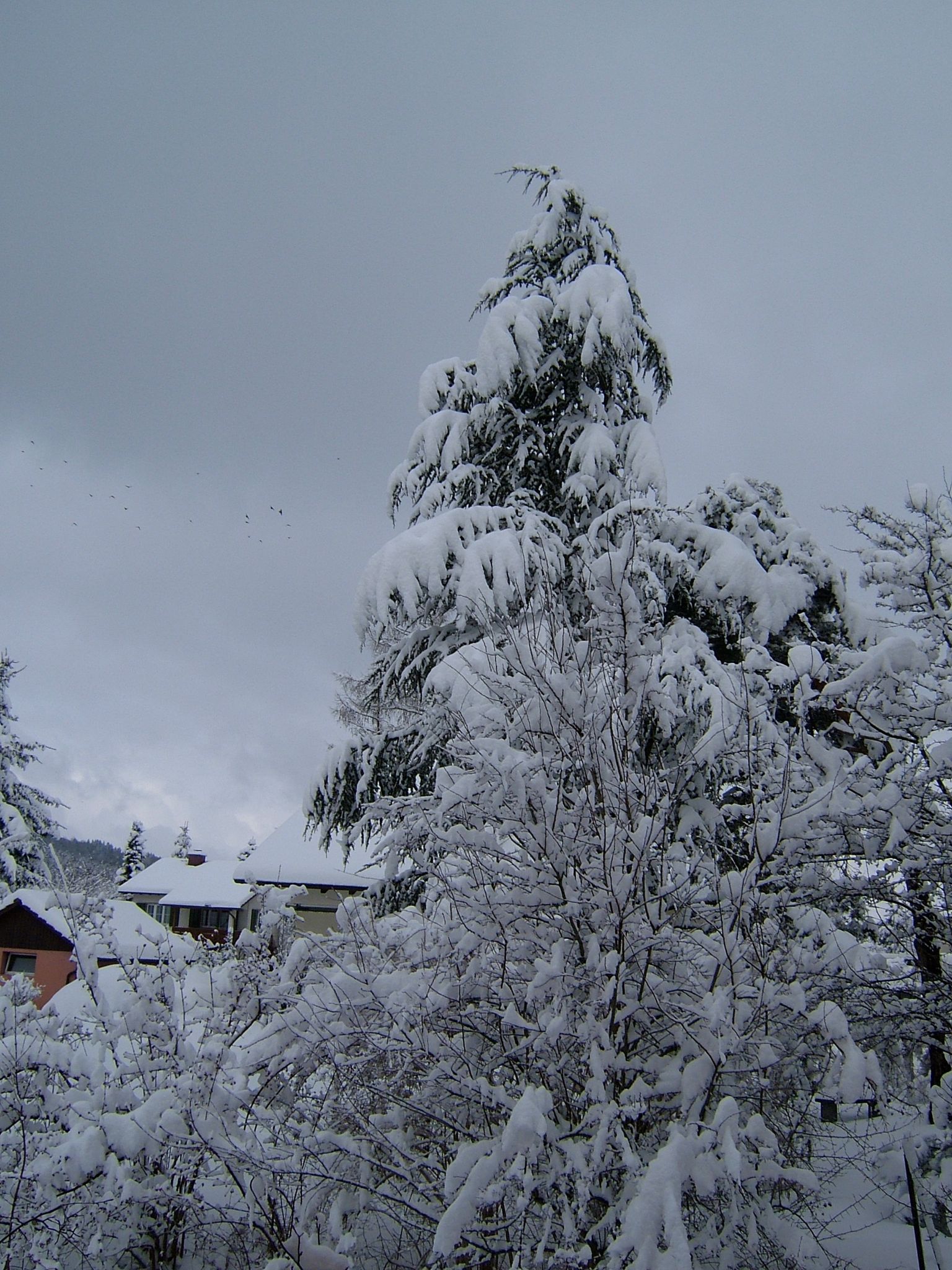 Photo 2 of 23 from the album Winter in Embrach.