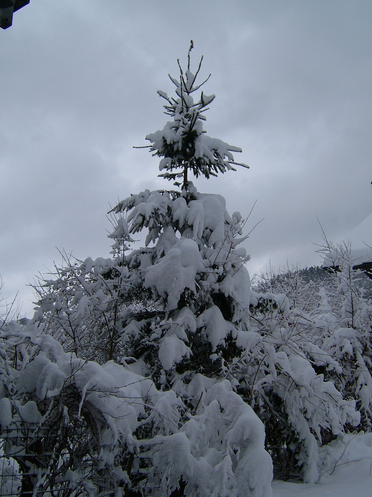 Photo 5 of 23 from the album Winter in Embrach.